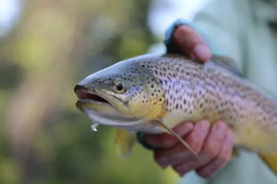 Montana-fly-fishing-4